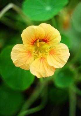 sporos Nasturtium Seed(20 per packet)