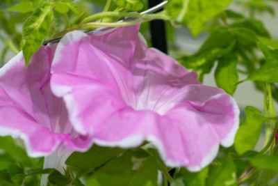 sporos Morning glory Seed(30 per packet)