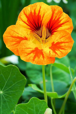 sporos Nasturtium Seed(15 per packet)