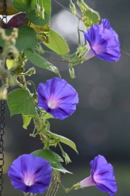 sporos Morning glory Seed(40 per packet)