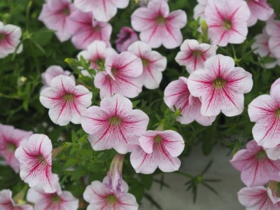 Splorias Petunia Seed(25 per packet)