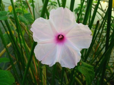 sporos Morning glory Seed(15 per packet)