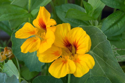 sporos Nasturtium Seed(20 per packet)