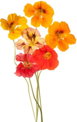 Splorias Nasturtium Flower Seed(55 per packet)