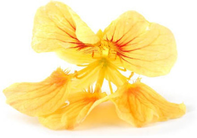 sporos Nasturtium Seed(20 per packet)