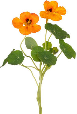sporos Nasturtium Seed(15 per packet)
