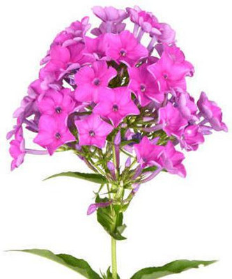 sporos Phlox Seeds - Pompon Double Mixed Seed(25 per packet)