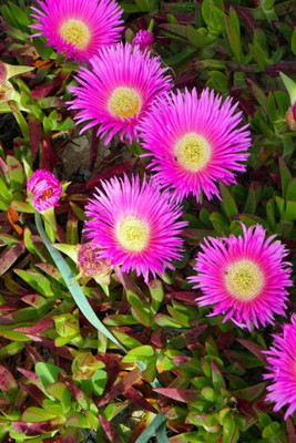 sporos Mesembryanthemum Seed(20 per packet)
