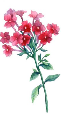 sporos Garden Phlox Mixed Hybrid Flower Seed(20 per packet)