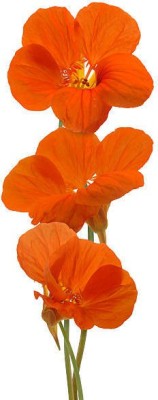 Splorias Nasturtium Flower Seed(55 per packet)