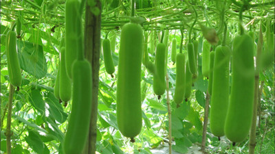 wequality Hybrid bottle gourd seeds for home plant Seed(10 per packet)