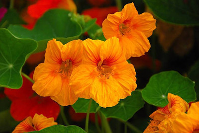 sporos Nasturtium Seed(15 per packet)