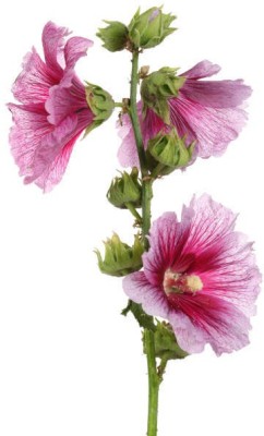 sporos Hollyhock f1 Seed(20 per packet)