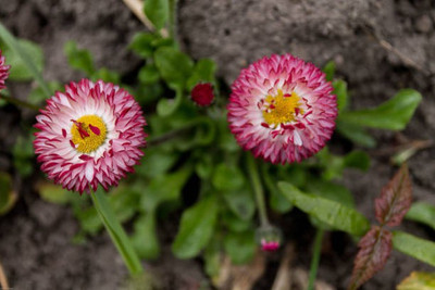 sporos helichrysum Seed(10 per packet)