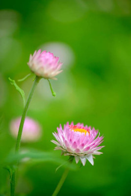 sporos helichrysum Seed(35 per packet)