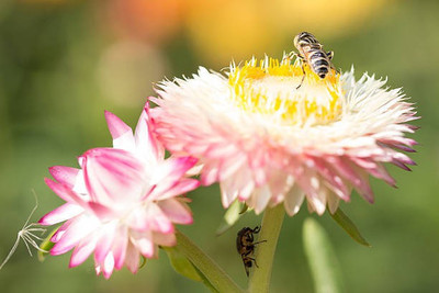 sporos helichrysum Seed(40 per packet)