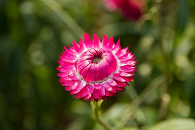 sporos helichrysum Seed(20 per packet)