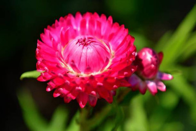 sporos helichrysum Seed(30 per packet)