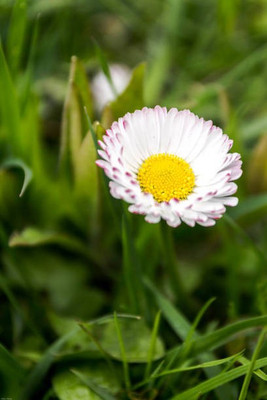 sporos helichrysum Seed(10 per packet)