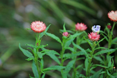 sporos helichrysum Seed(15 per packet)