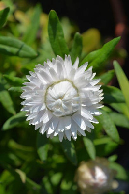sporos helichrysum Seed(50 per packet)