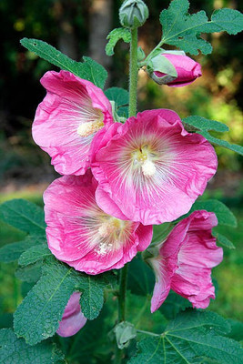 sporos Hollyhock Flower Seed(15 per packet)