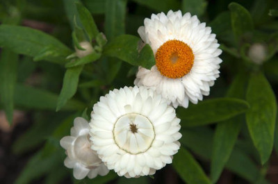 sporos helichrysum Seed(35 per packet)
