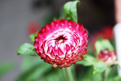 sporos helichrysum Seed(40 per packet)