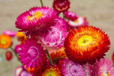 sporos helichrysum Seed(20 per packet)