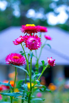sporos helichrysum Seed(25 per packet)