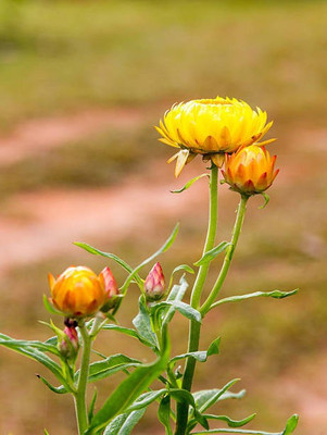 sporos helichrysum Seed(40 per packet)