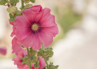 sporos Hollyhock Seeds - Pompon Double Mixed Seed(30 per packet)
