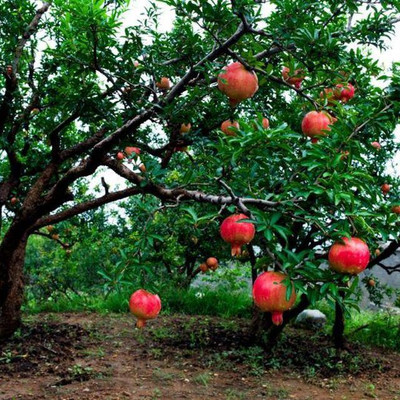Paudha Pomegranate Seed(11 per packet)