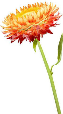sporos helichrysum Seed(40 per packet)