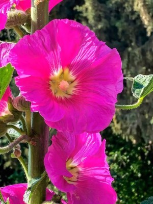 sporos Garden Hollyhock Mixed Flower Seed(10 per packet)