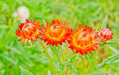 sporos helichrysum Seed(30 per packet)