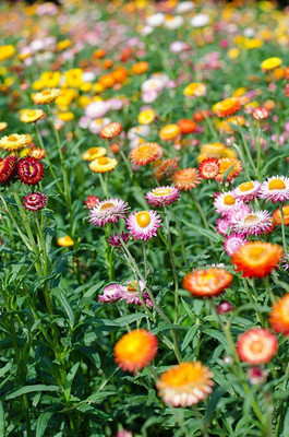 sporos helichrysum Seed(40 per packet)