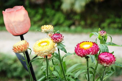 sporos helichrysum Seed(20 per packet)