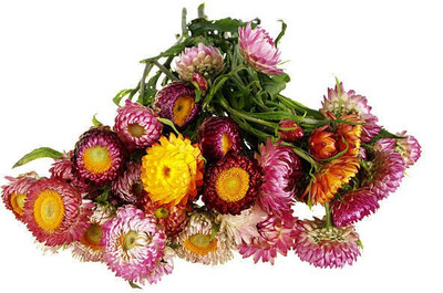 sporos helichrysum Seed(20 per packet)