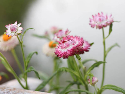 sporos helichrysum Seed(20 per packet)