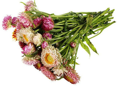 sporos helichrysum Seed(15 per packet)