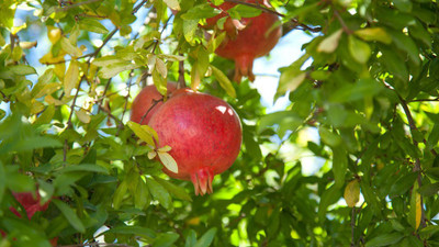 Paudha Pomegranate Seed(26 per packet)