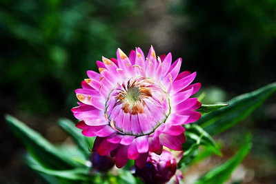 sporos helichrysum Seed(35 per packet)