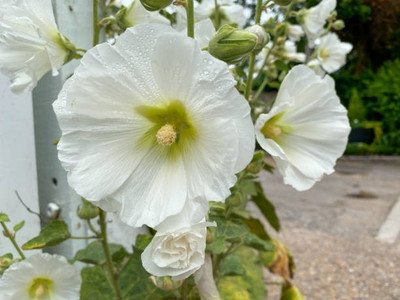sporos Hollyhock Seeds - Pompon Double Mixed Seed(30 per packet)