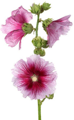 sporos Hollyhock Seeds - Pompon Double Mixed Seed(50 per packet)