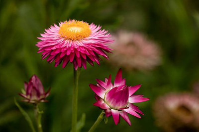sporos helichrysum Seed(20 per packet)