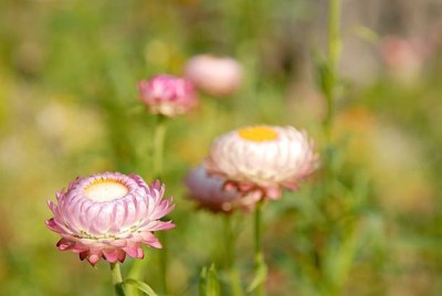 Splorias Helichrysum Flower Seed(55 per packet)