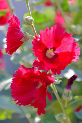 sporos Hollyhock Mix Seed(30 per packet)