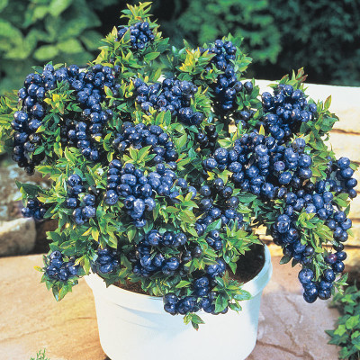 Sisa Jamun Plant(Hybrid, Pack of 1)