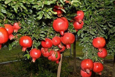 CYBEXIS KGF -3 - Red Pomegranate Bhagwa Anaar Sindoori - (270 Seeds) Seed(270 per packet)